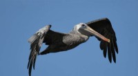 California Brown Pelican Crisis: Rising Numbers of Sick & Injured Birds
