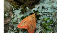 Protecting Moths from Climate Change: Habitat Restoration Strategies