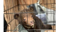 Two Bear Cubs Rescued from Illegal Wildlife Trade in Vietnam
