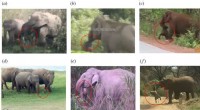 Elephant Behavior: YouTube Footage Reveals Reactions to Death in Wild Elephants