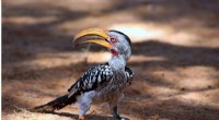 Climate Change Threatens Yellow-billed Hornbill Survival
