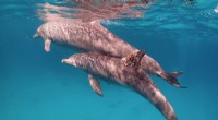 Dolphin Self-Medication: How Dolphins Use Coral to Treat Skin Conditions
