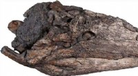 New Crocodile Species Discovered in Vietnam - 39 Million Years Old