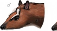 Fossil Mouse Deer: Uncovering Evolutionary Differences Between Sexes