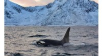 Killer Whale Diets & Climate Change: Understanding Arctic Ecosystem Impacts