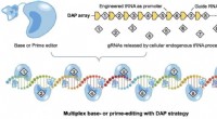 CRISPR Gene Editing Breakthrough: Rapidly Correcting Genetic Mutations