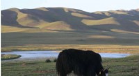 The Impact of Overgrazing on the Tibetan Ecosystem