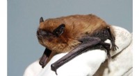 Bat COVID-19 Testing: Monitoring Pandemic Risks & Conservation