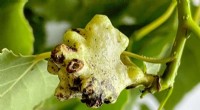 Gall-Forming Aphid Defends Itself Against Predators - A Novel Discovery