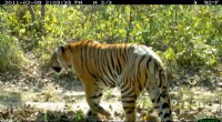 Protecting Tigers: Road & Railway Impacts in Nepal - U-M Study