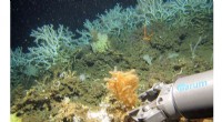 Future Warming s Impact on Cold-Water Coral Ecosystems: Insights from Past Climate Events