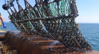 Innovative Scallop Dredge Modification Reduces Seabed Damage