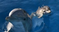 Dolphin Urine Recognition: How Dolphins Identify Friends