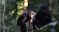 Bonobo Social Dynamics: New Insights into Sex & Power in Wild Animals