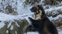 Wolverine Habitat Connectivity: Key to Conservation Efforts