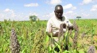 Developing Drought-Resistant Crops: A Solution to Global Food Security