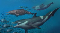 Ancient Dolphins Discovered in Former Swiss Ocean – New Species Identified