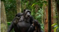 Chimpanzee Vocal Combinations Reveal Clues to Language Origins