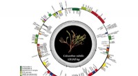 Complete Chloroplast Genome Sequence of the Rare Grass *Coleanthus subtilis*