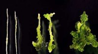 Warm Temperatures Boost Arabidopsis Shoots Regeneration: A New Study
