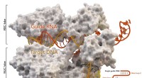 CRISPR Gene Editing Breakthrough: Chemical Process Enhances Precision