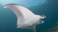 Komodo National Park: Major Manta Ray Aggregations Discovered – A Conservation Hope