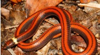 New Snake Species Discovered in Paraguay: *Phalotris shawnella*
