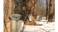 Climate Change Threatens Maple Trees and Maple Syrup Production