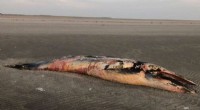 Beetles Discover a Feast in Whale Carcass: New Species Identified
