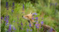 Wisconsin Fox Kits Infected with Highly Pathogenic Avian Influenza (H5N1)