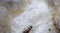 Western Glacier Stonefly Range Expanded in Wyoming - University of Wyoming