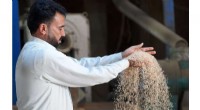 Drought Threatens Iraq s Vital Amber Rice Crop