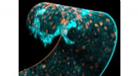 Cell Shape & Volume: How Tissue Curvature Impacts Cellular Growth