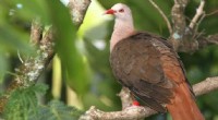 Mauritius Pink Pigeon: Recovery and Ongoing Genetic Diversity Concerns