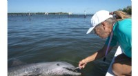 Rehabilitated Dolphin Ranger Returns to Care at Florida Keys Facility