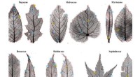 AI Identifies Key Leaf Features: Advancing Botanical Classification