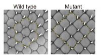 Geometric Tessellation in Drosophila Compound Eyes: A Tiling Mechanism