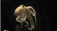 Octopus Reproductive Cycle: Why Mothers Sacrifice Themselves