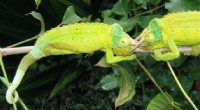 Chameleon Color Change: Survival, Fitness, and Predator Absence