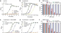 Siderophore Secretion Gene Crucial for *Mycobacterium tuberculosis* Virulence