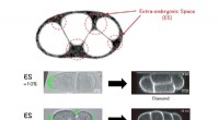Eggshell Structure Guides Early Embryo Development & Stem Cell Research