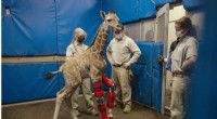 Giraffe Calf with Limb Deformity Successfully Fitted with Braces
