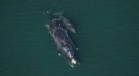 North Atlantic Right Whale Calf Survival Linked to Mother s Size: A Critical Study