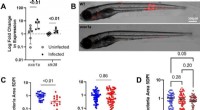 OXSR1 s Role in *M. marinum* Infection: New Research in Zebrafish