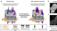 Investigating Protein Phase Preference on Cell Membranes: A Novel Method