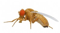 NeuroMechFly: A Realistic Digital Twin of the Fruit Fly