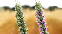 Advanced Wheat Breeding Yields Higher Protein & Production