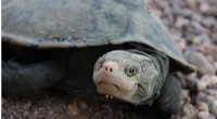 Irwin s Turtle Rediscovered After 25+ Years Using Environmental DNA