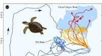 Hawksbill Turtle Navigation: Tracking Movements and Foraging Sites
