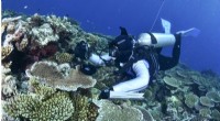 Great Barrier Reef Coral Bleaching: 90% Affected in 2022